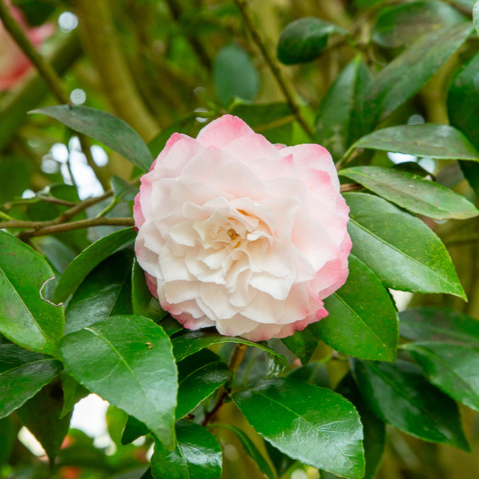 Camélia du Japon Nuccio's Pearl - Camellia japonica Nuccio's Pearl - Willemse