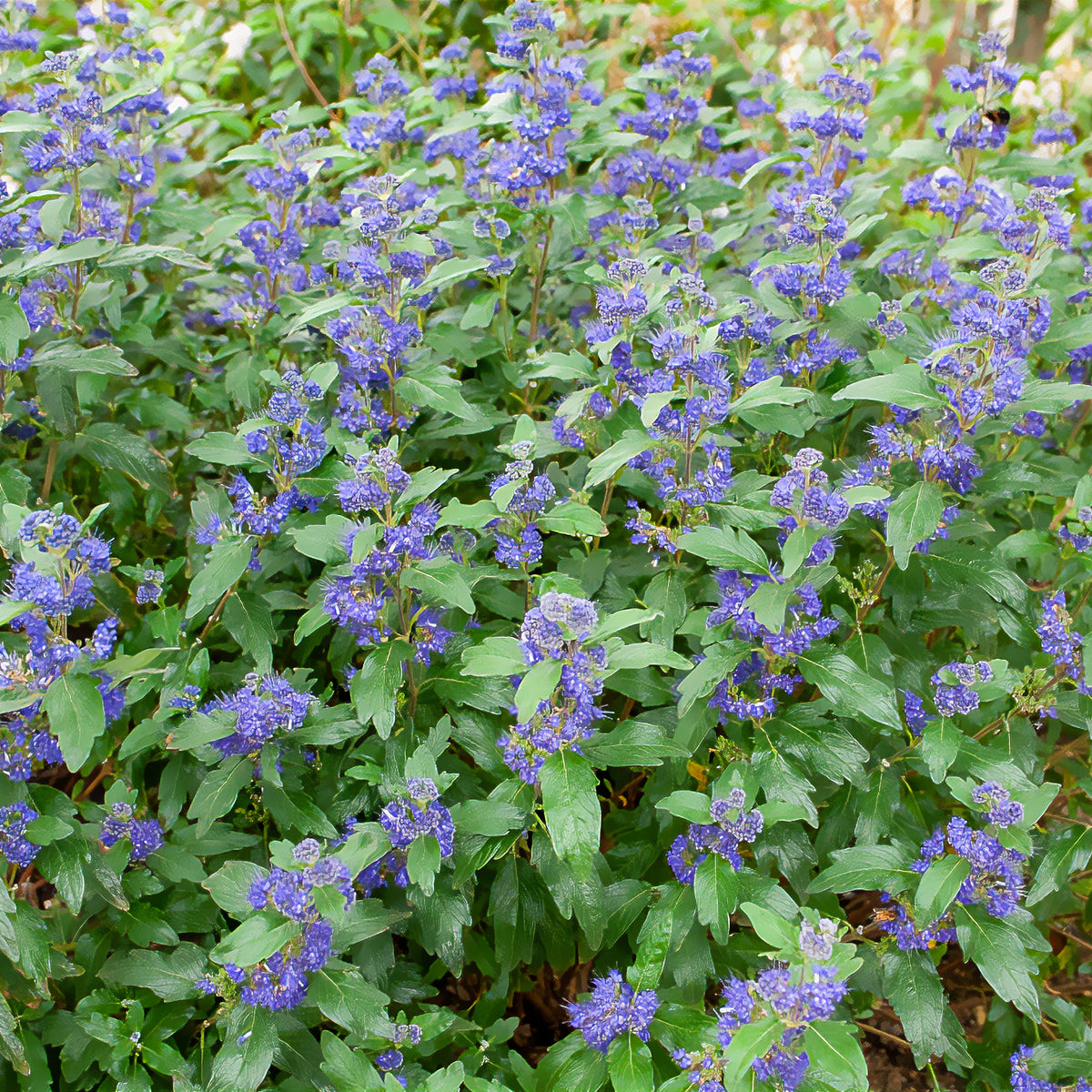 Caryopteris Grand Bleu® Inoveris - Caryopteris clandonensis Grand Bleu ® Inoveris - Willemse