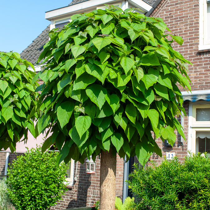 Catalpa Boule - Willemse