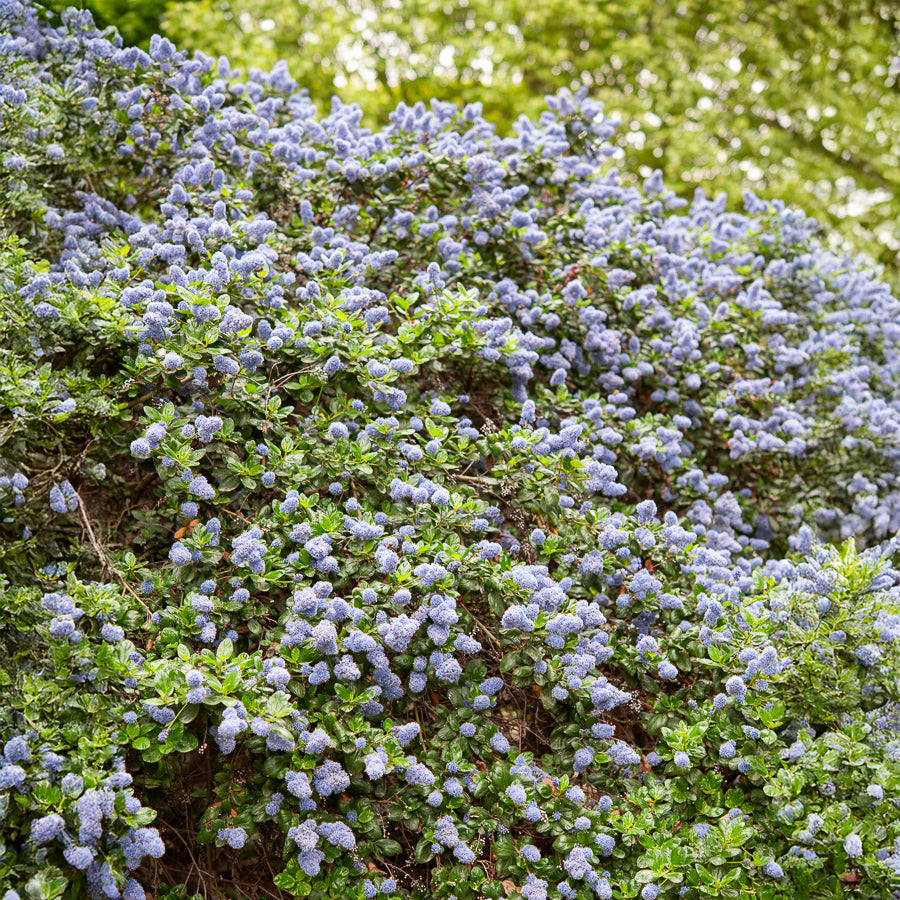 Céanothe Yankee point - Lilas de californie - Ceanothus griseus Yankee Point - Willemse