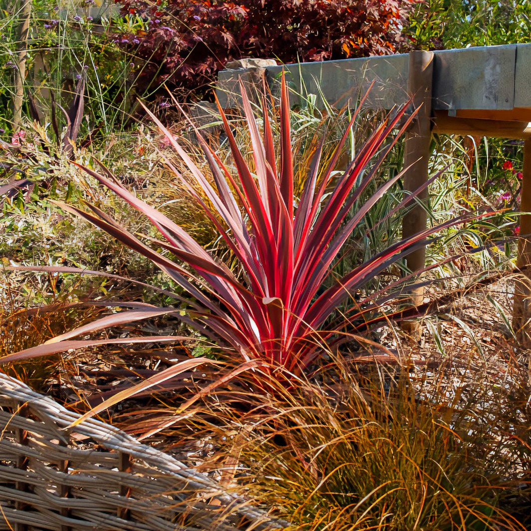 Cordyline australis Pink Passion® - Willemse