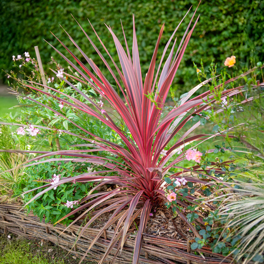 Cordyline australis Pink Passion® - Cordyline australis Pink Passion® - Willemse