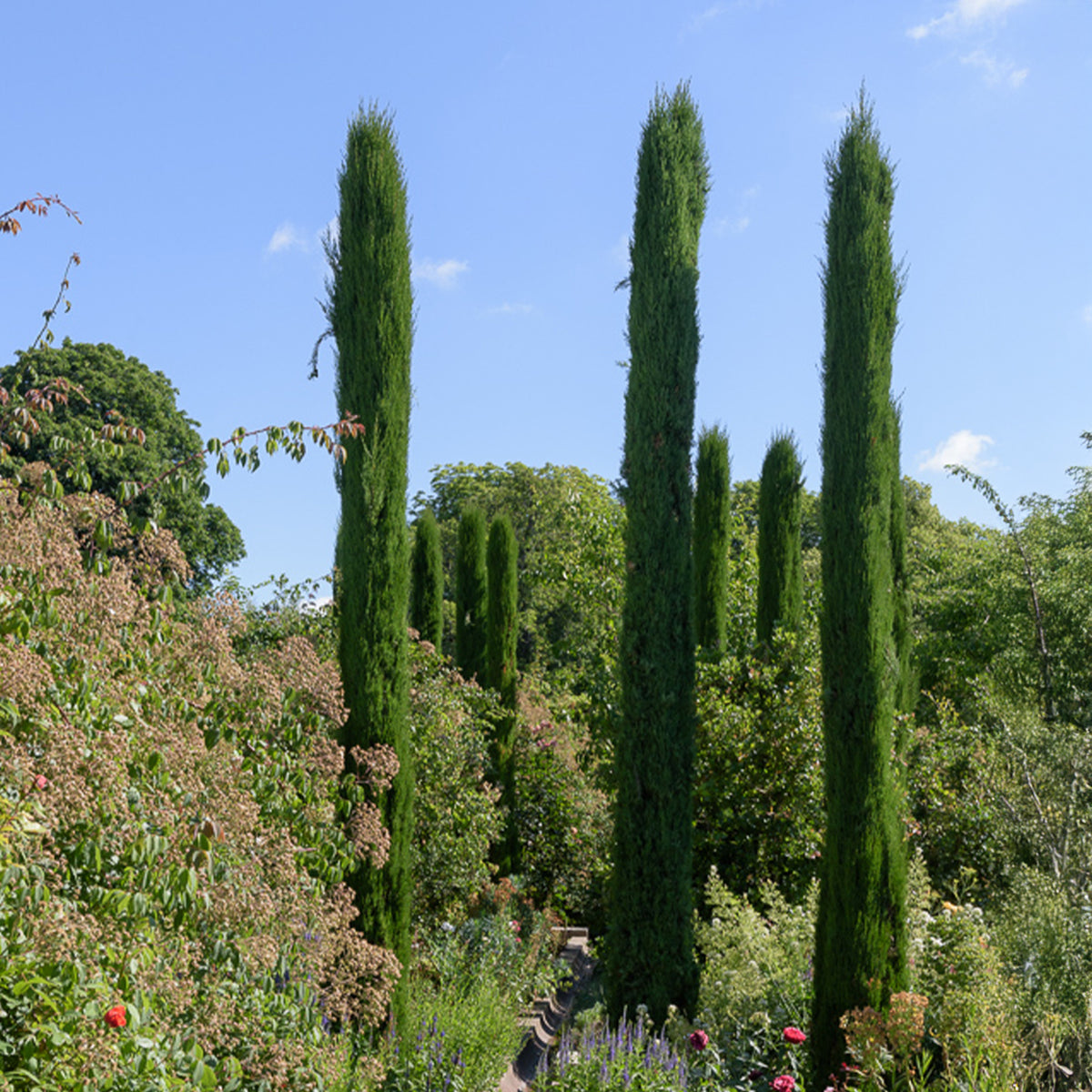 Cyprès d'Italie Stricta - Willemse