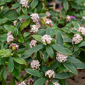 Daphne Aureomarginata - Willemse