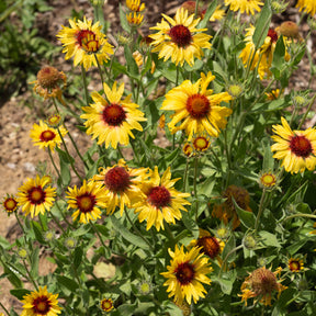 Gaillarde Amber Wheels - Willemse