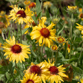 Gaillarde Amber Wheels - Gaillarde aristata Amber Wheels - Willemse