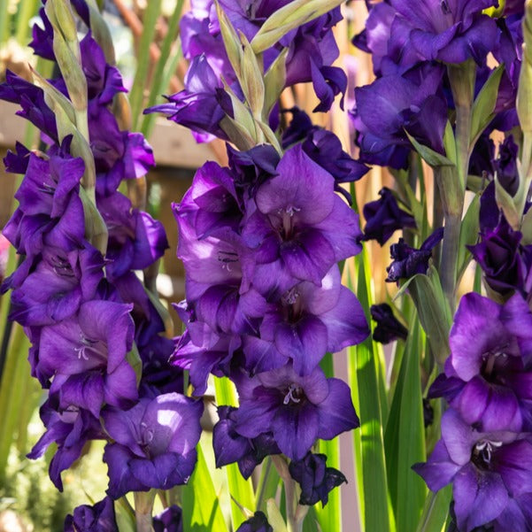 Gladiolus Purple Flora - Glaïeul Purple Flora - Glaïeul