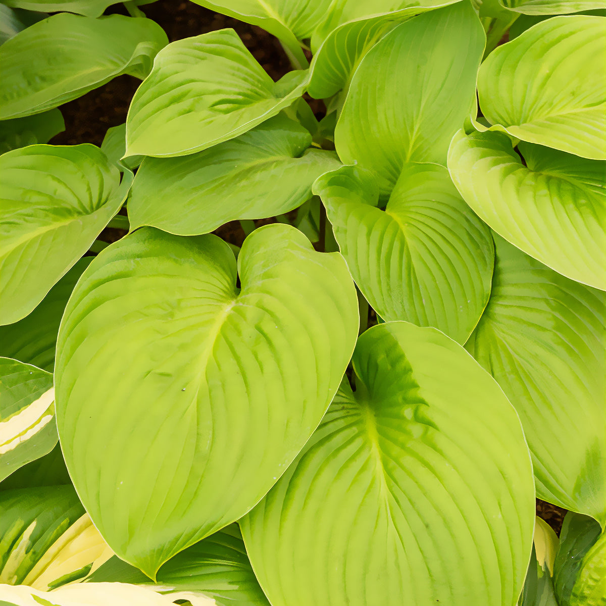 Hosta Empress Wu - Hosta Empress Wu - Willemse