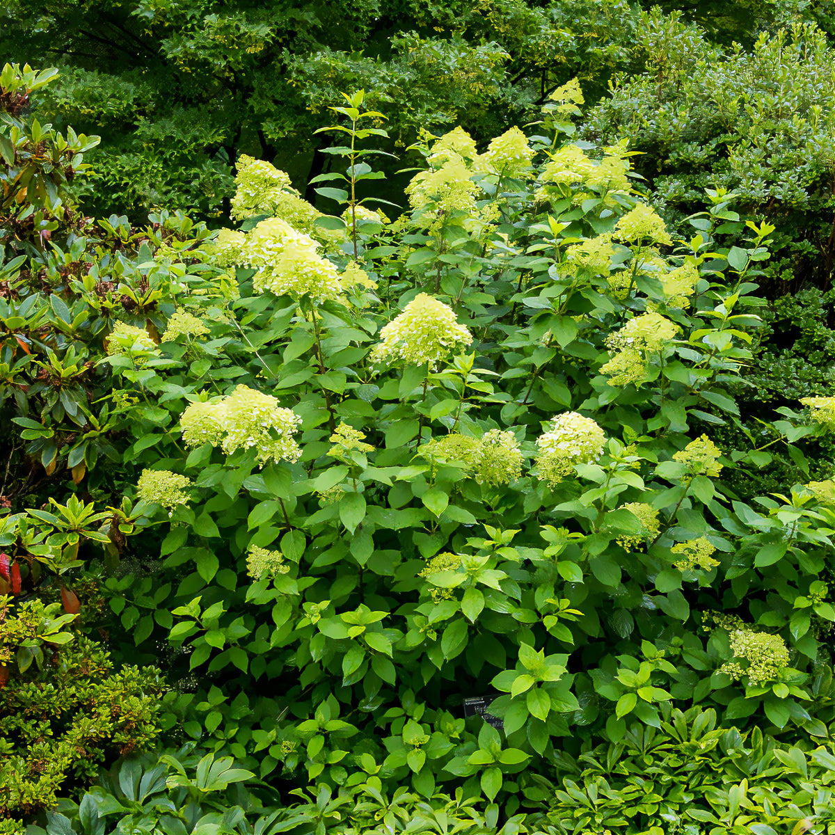 Hortensia paniculé Limelight® - Hydrangea paniculata Limelight ® - Willemse