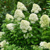 Hortensia paniculé Limelight® - Willemse