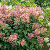 Hortensia paniculé Wims Red - Willemse