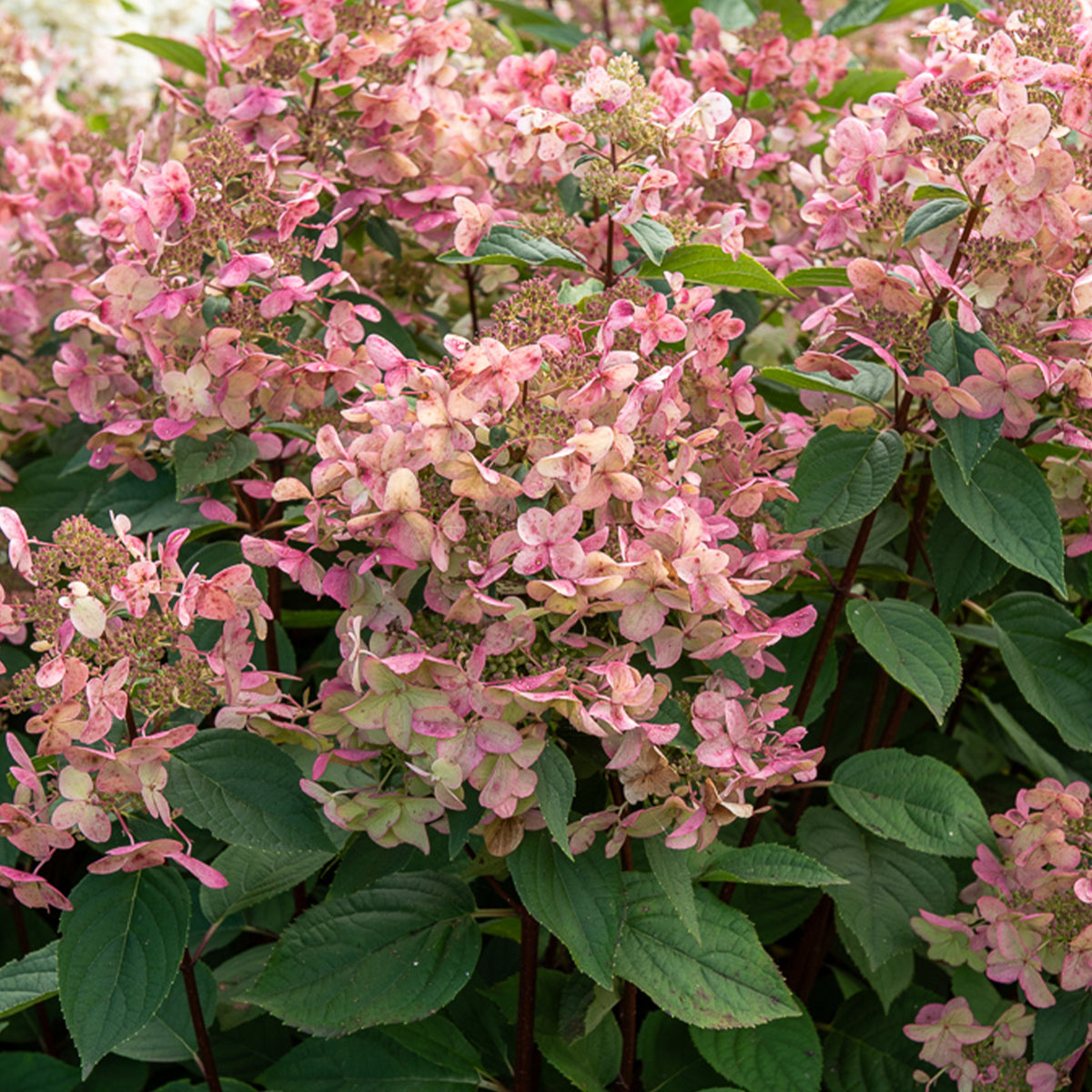 Hortensia paniculé Wims Red - Hydrangea paniculata Wims red - Willemse