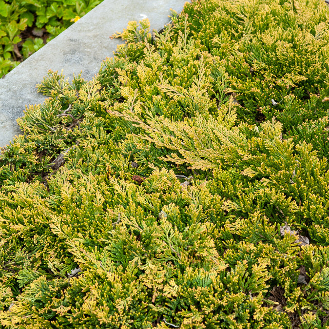 Genévrier rampant Golden Carpet - Juniperus horizontalis Golden Carpet - Willemse