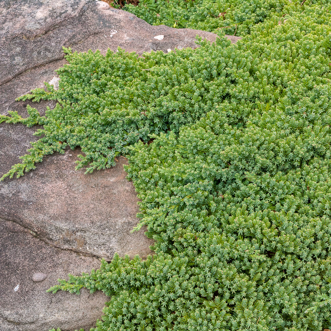 Genévrier rampant Nana - Juniperus procumbens Nana - Willemse