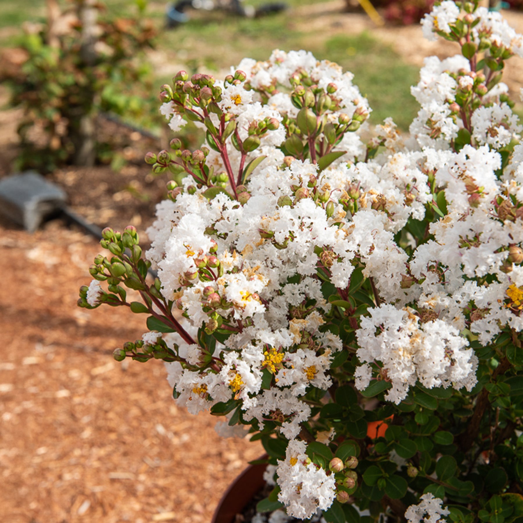 Lagerstroemia indica With Love® Virgin - Lilas des Indes With Love® Virgin - Lilas des Indes