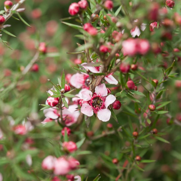 Leptospermum scoparium Martinii - Arbre à thé Martini - Arbustes à fleurs