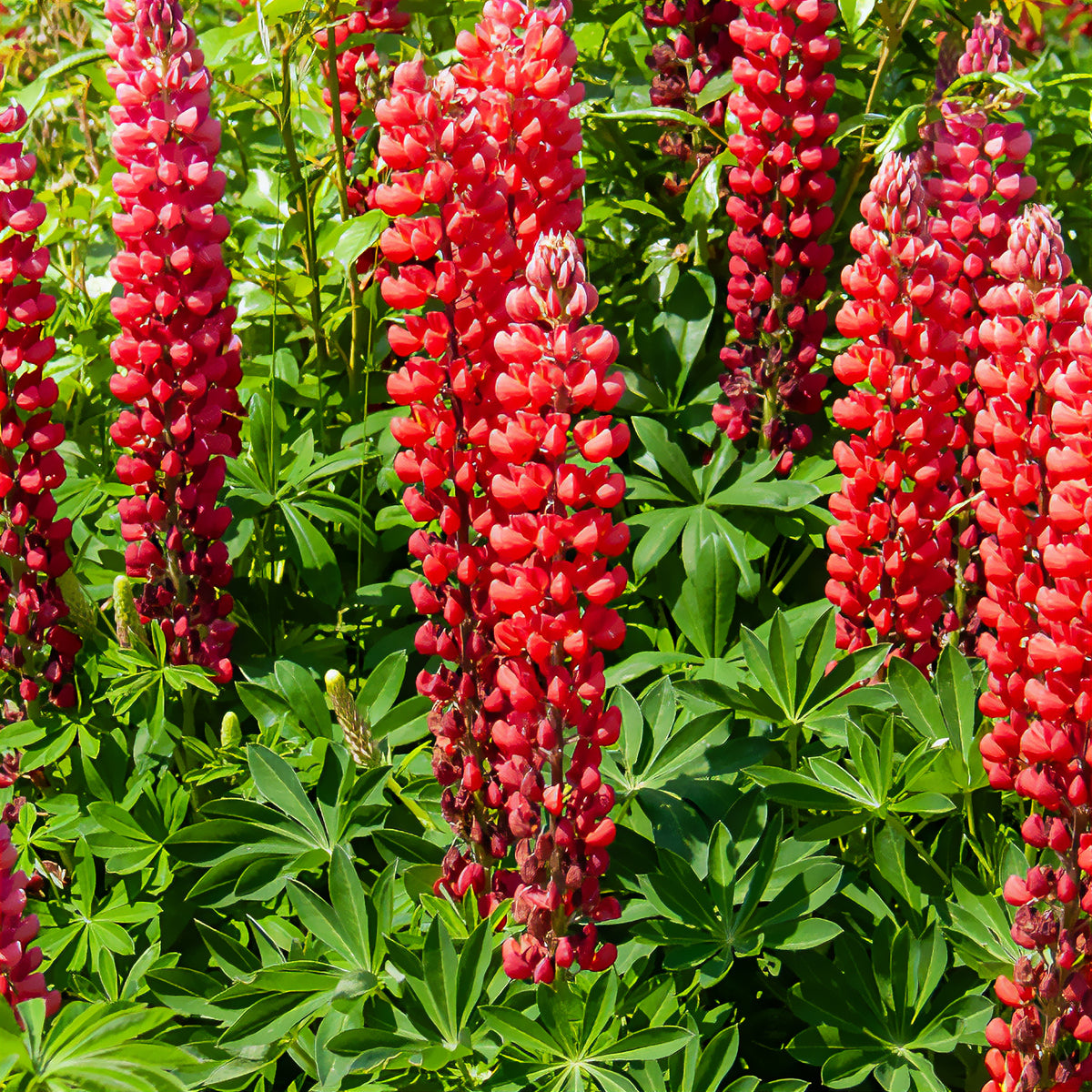 Lupin My Castle - Lupinus My Castle - Willemse