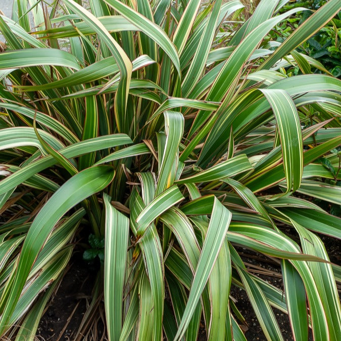 Phormium Tricolor - Lin de Nouvelle-Zélande - Willemse