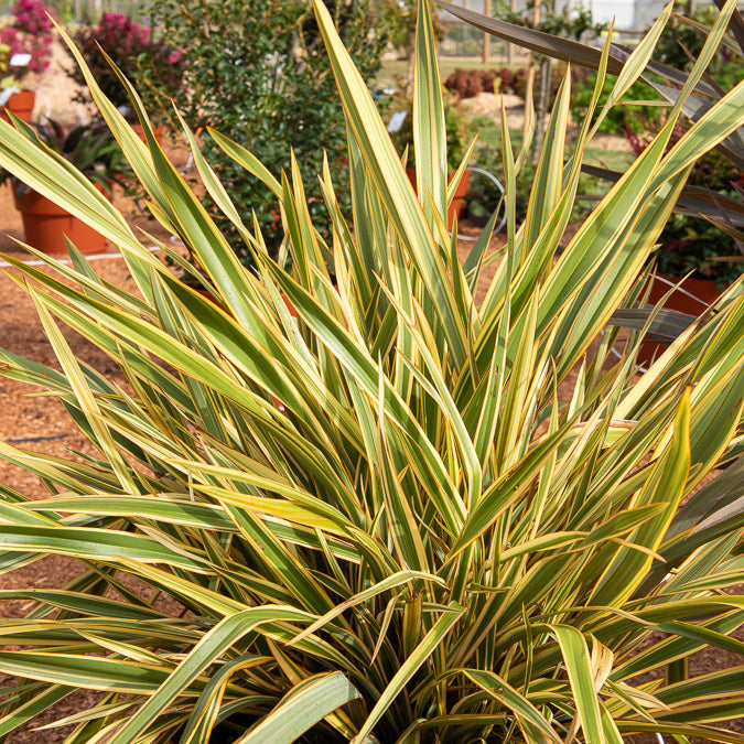 Phormium Golden Ray - Lin de Nouvelle-Zélande - Phormium tenax Golden Ray - Willemse