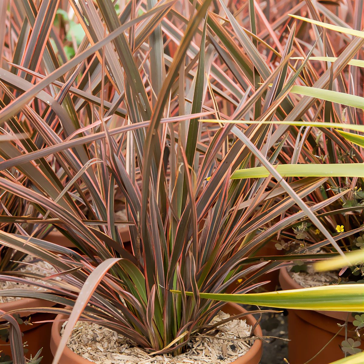 Phormium Rainbow Queen - Lin de Nouvelle-Zélande - Phormium tenax Rainbow Queen - Willemse