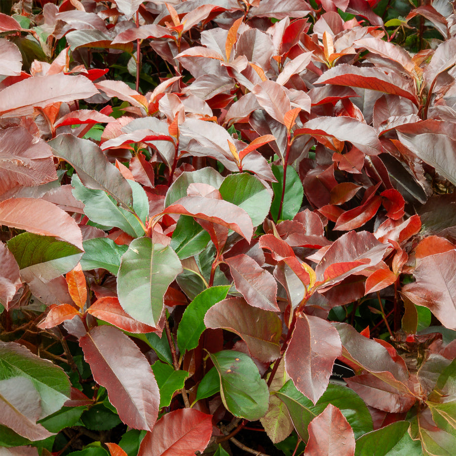 Photinia fraseri Camilvy - Photinia x fraseri Camilvy - Willemse