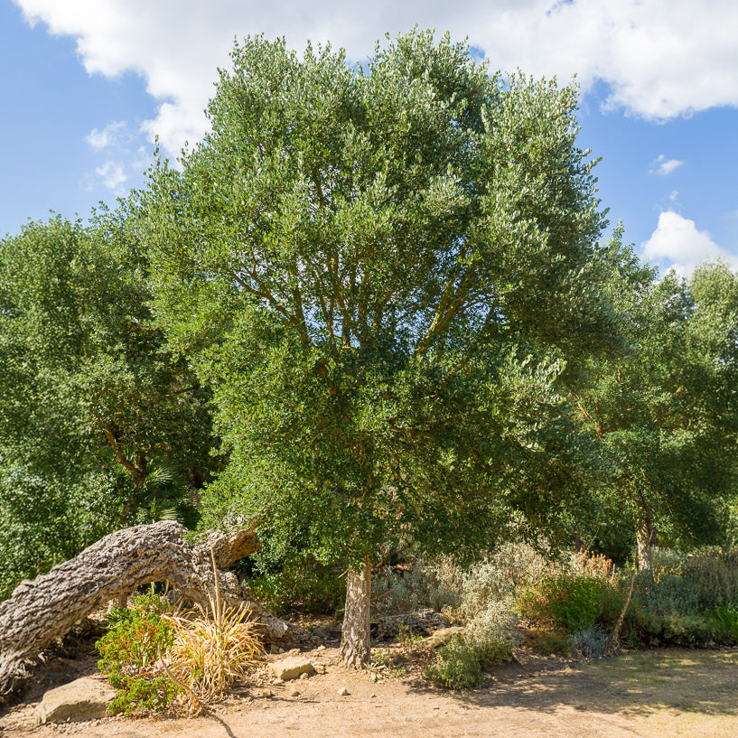 Vente Chêne-liège - Quercus suber