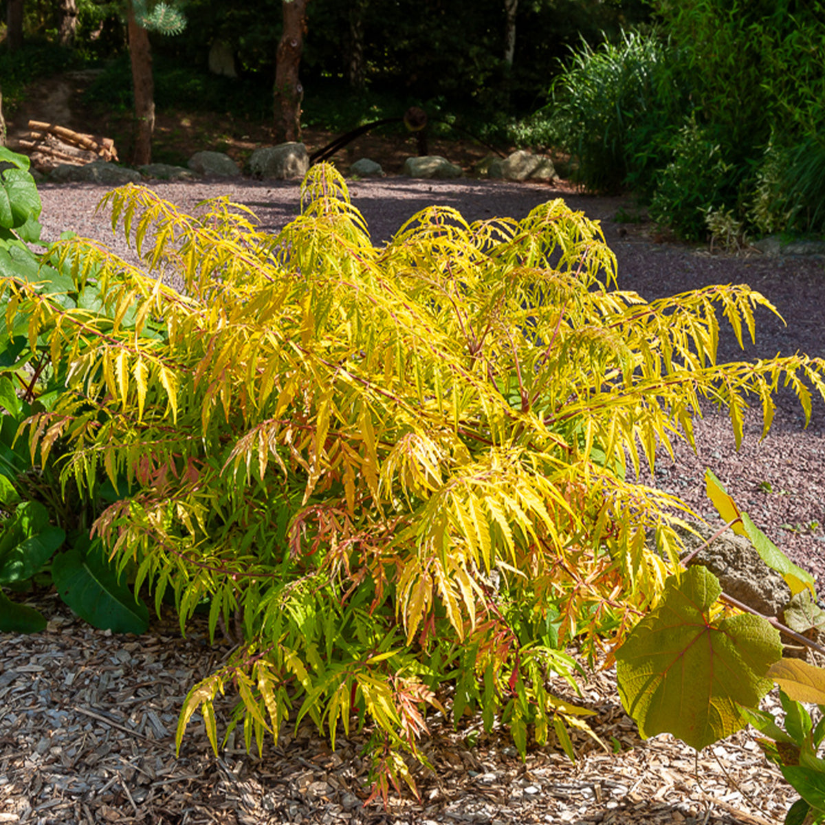 Sumac de Virginie Tiger Eyes - Willemse