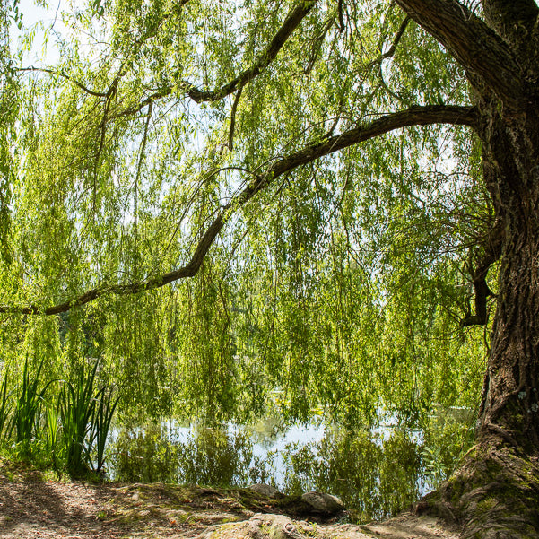 Saule pleureur - Salix babylonica - Willemse