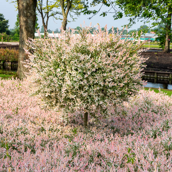 Saule crevette sur tige Flamingo - Salix integra Flamingo - Willemse