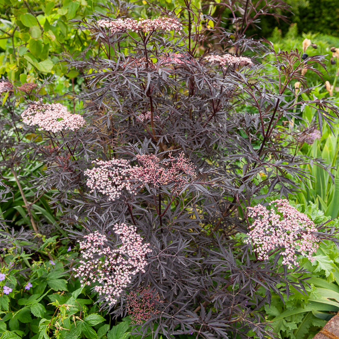 Sureau - Sureau noir Black Lace® - Sambucus nigra Black Lace®