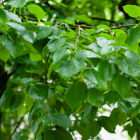 Tilleul de Crimée  Euchlora - Tilia europaea Euchlora - Willemse