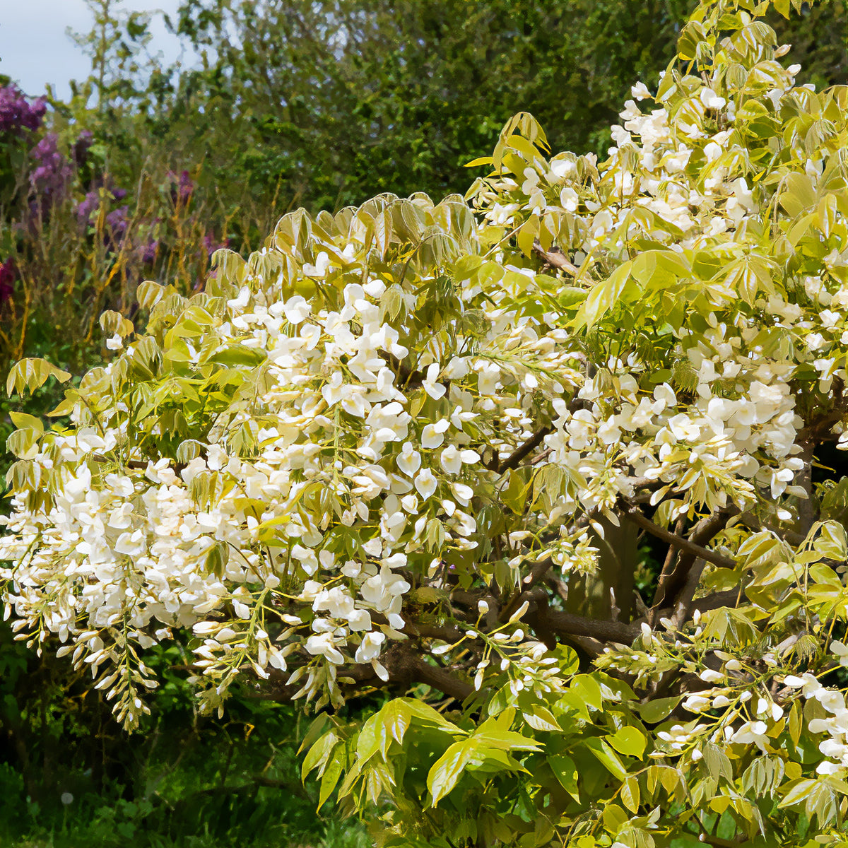 Glycine soyeuse blanche - Wisteria brachybotrys Shiro Kapitan - Willemse