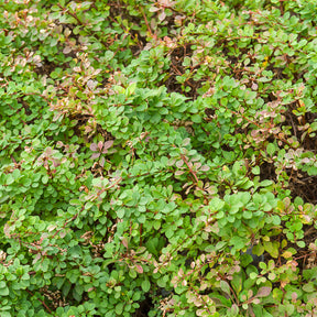 Berberis thunbergii Golden Rocket - Épine-vinette de Thunberg Golden Rocket - Berberis