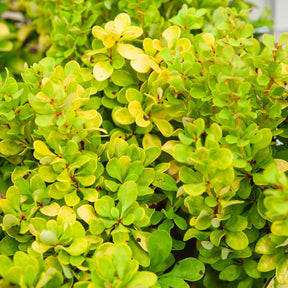 Épine-vinette de Thunberg Golden Rocket - Berberis thunbergii Golden Rocket - Willemse