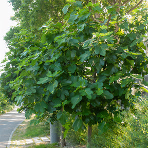 Ficus carica Violette Dauphine - Figuier Violette Dauphine - Figuier