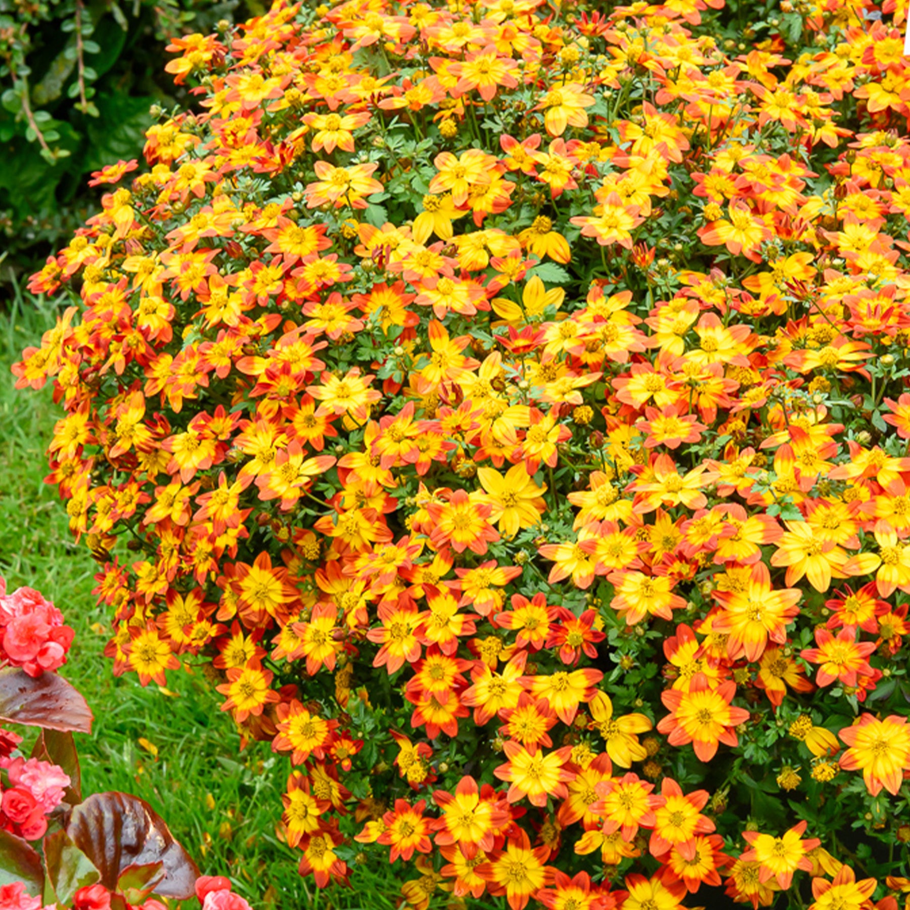 Bidens Blazing Glory - Willemse