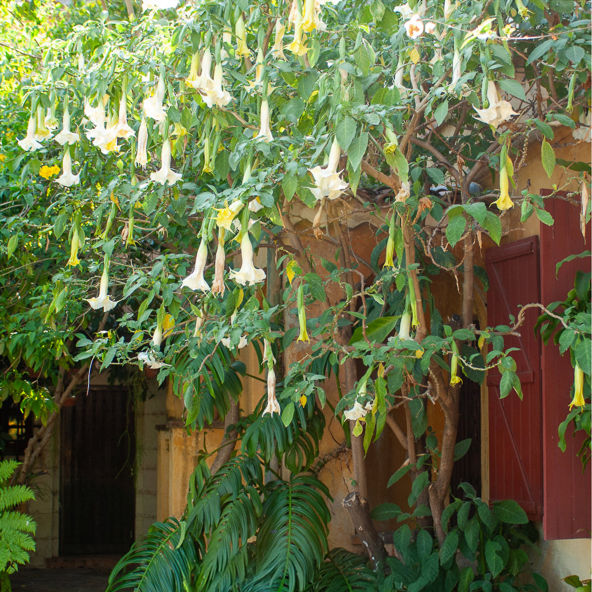 Brugmansia blanc - Brugmansia arborea - Willemse