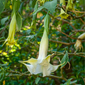 Brugmansias - Brugmansia blanc - Brugmansia arborea