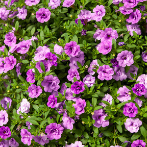 Calibrachoa hybride double Amethyst - Mini-pétunia à fleurs doubles violettes - Pétunias