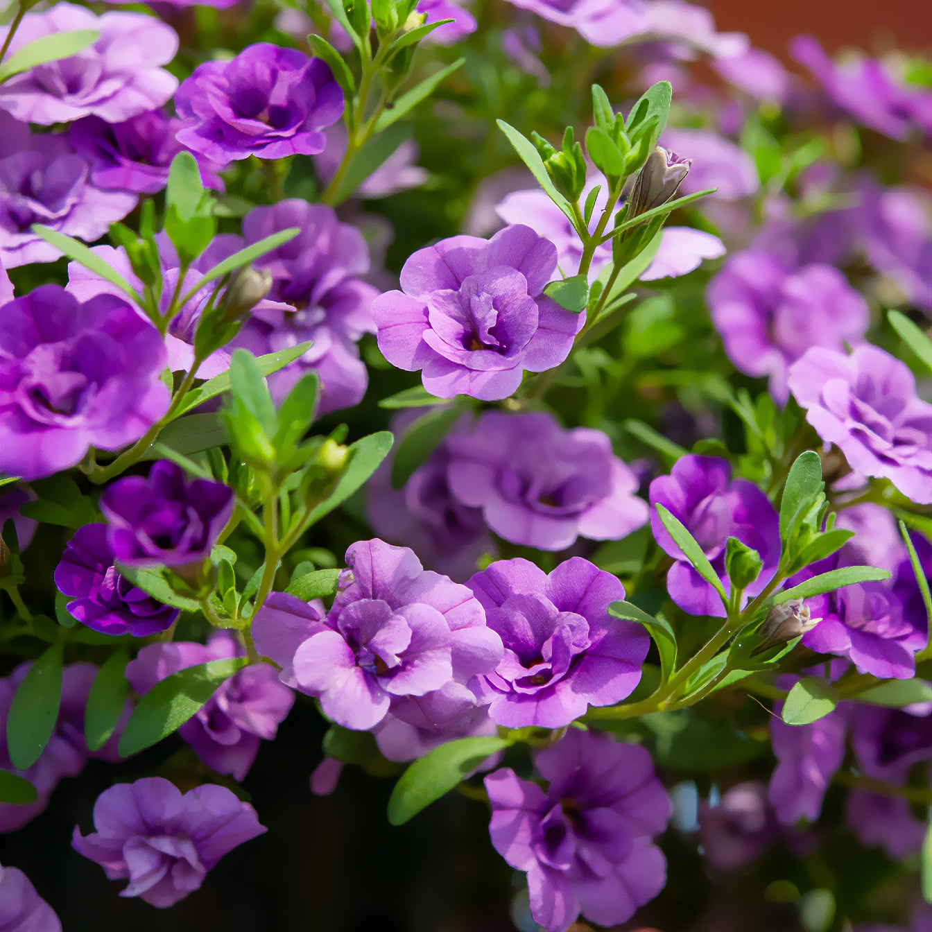 Mini-pétunia à fleurs doubles violettes - Calibrachoa hybride double Amethyst - Willemse