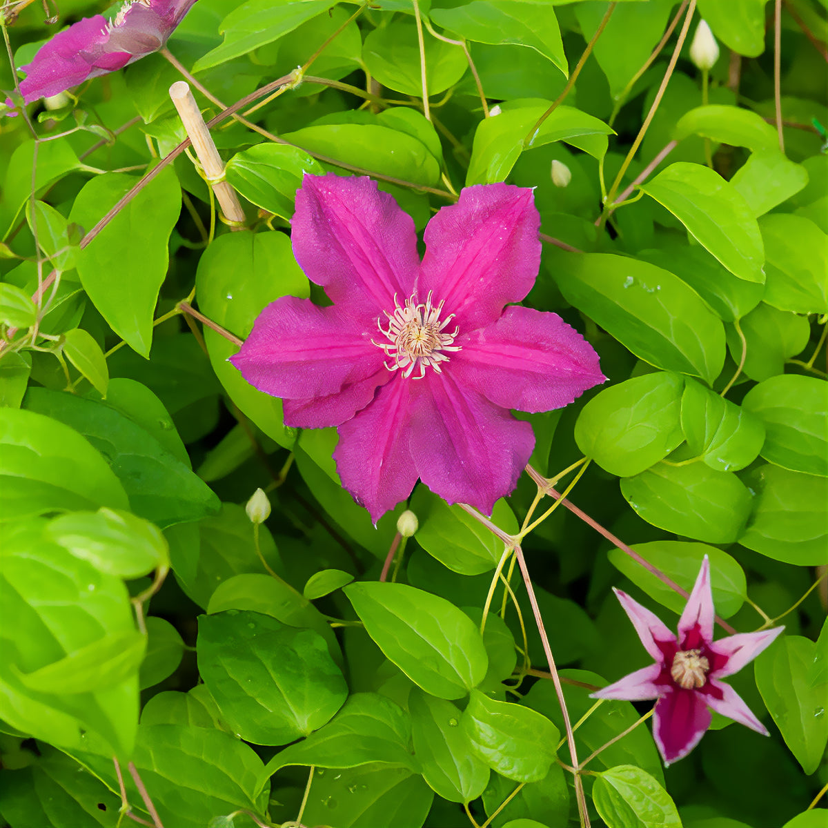 Clématite italienne Ernest Markham grimpante - Clematis viticella Ernest markham - Willemse