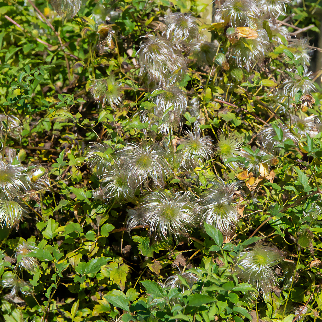 Vente Clématite Golden Tiara® - Clematis tangutica Golden Tiara®Kugotia