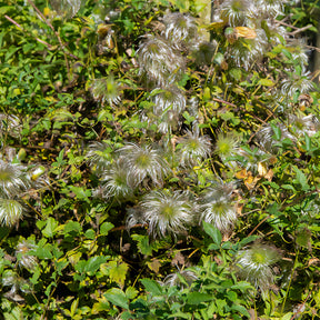 Vente Clématite Golden Tiara® - Clematis tangutica Golden Tiara®Kugotia