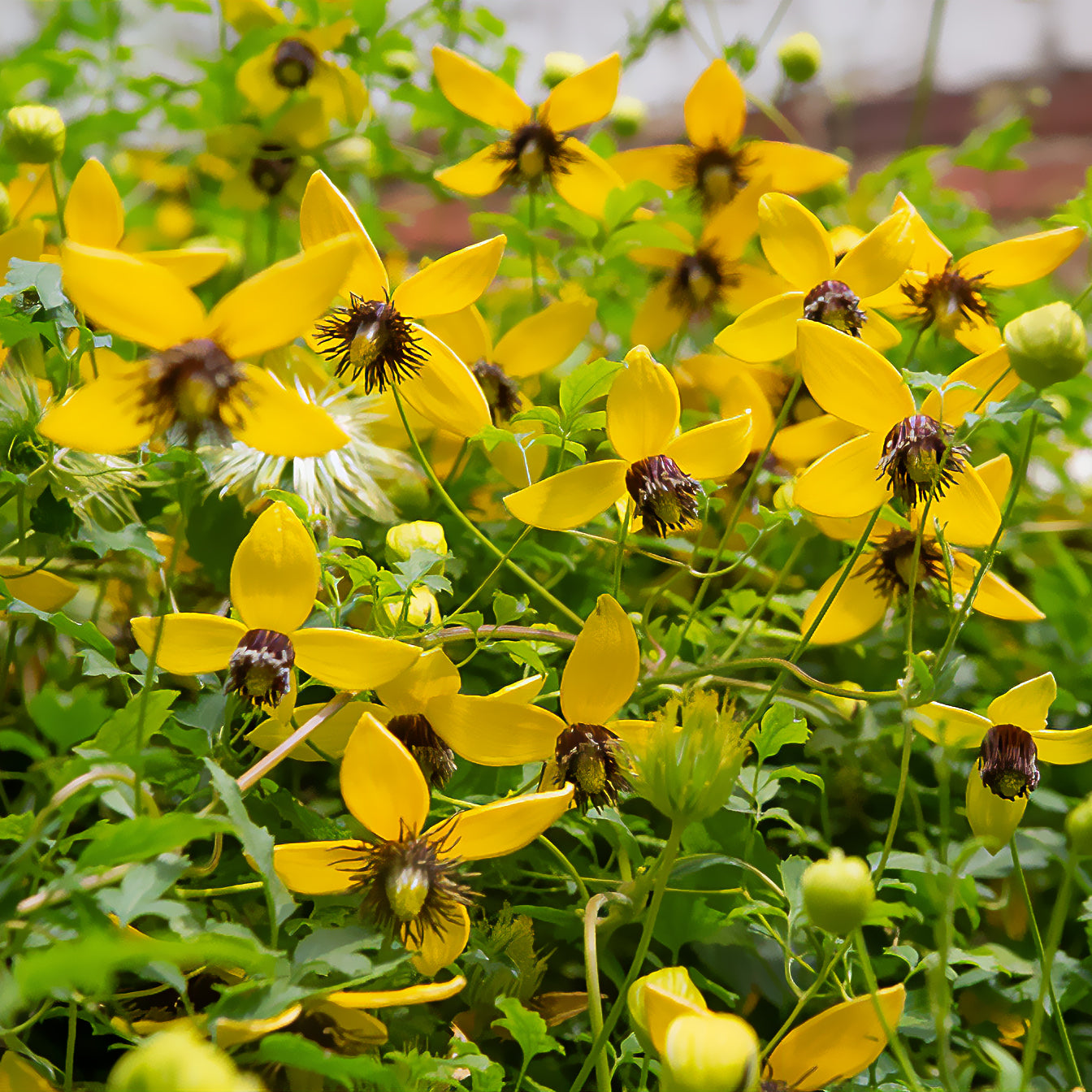 Clematis tangutica Golden Tiara®Kugotia - Clématite Golden Tiara® - Clématites