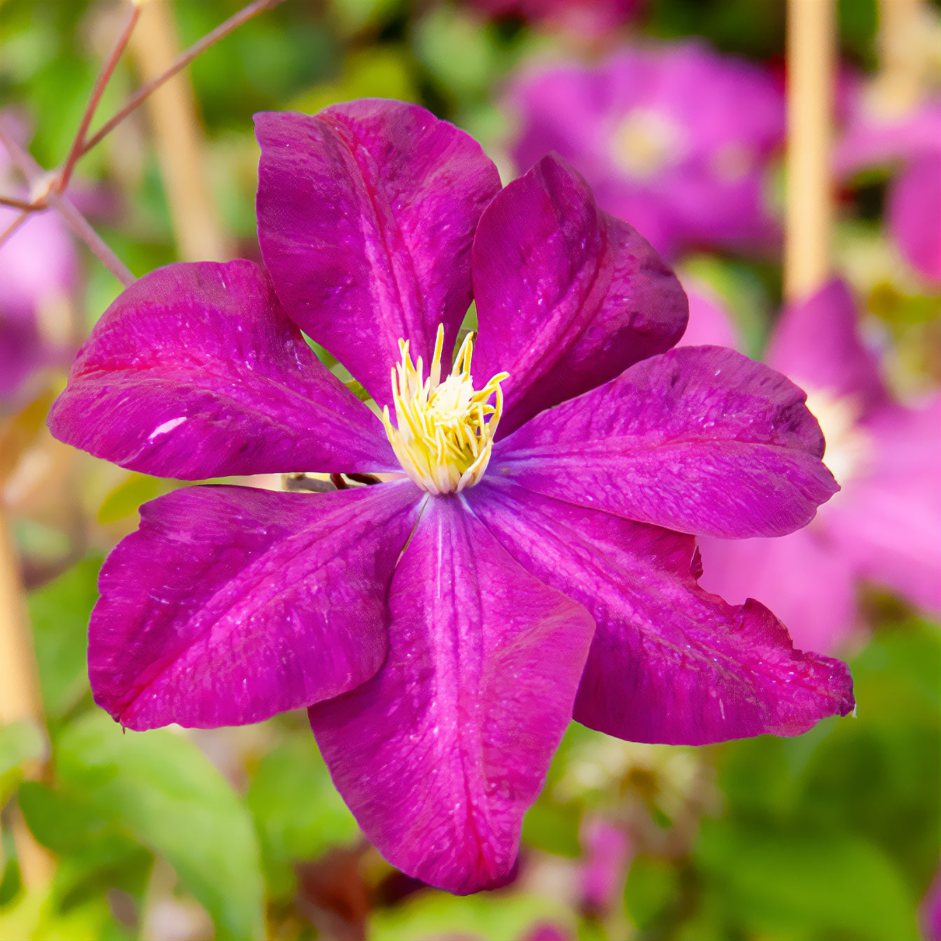 Clématite Niobe - Clematis Niobe - Willemse