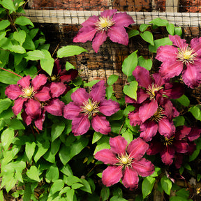 Vente Clématite Niobe - Clematis Niobe