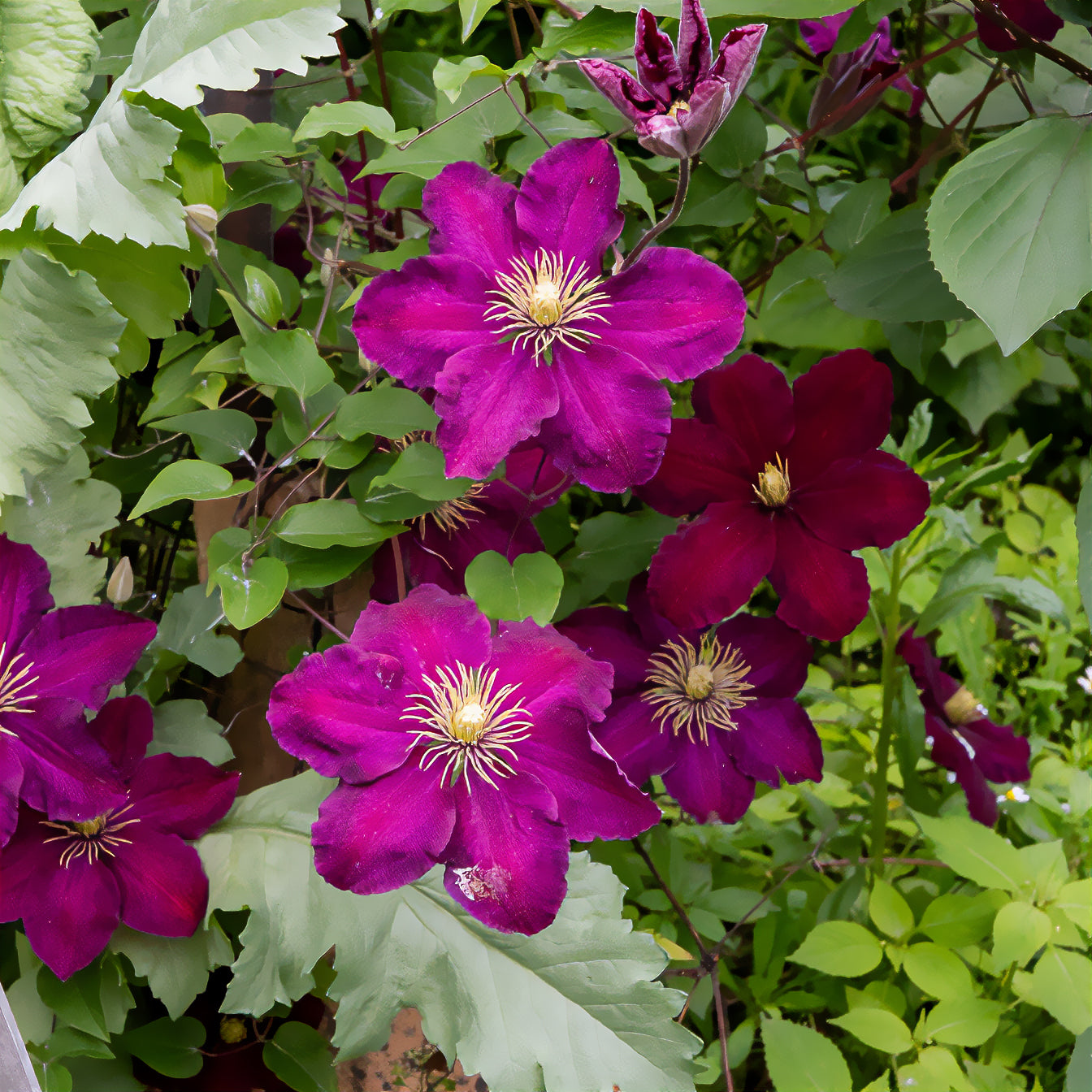 Clematis Niobe - Clématite Niobe - Clématites