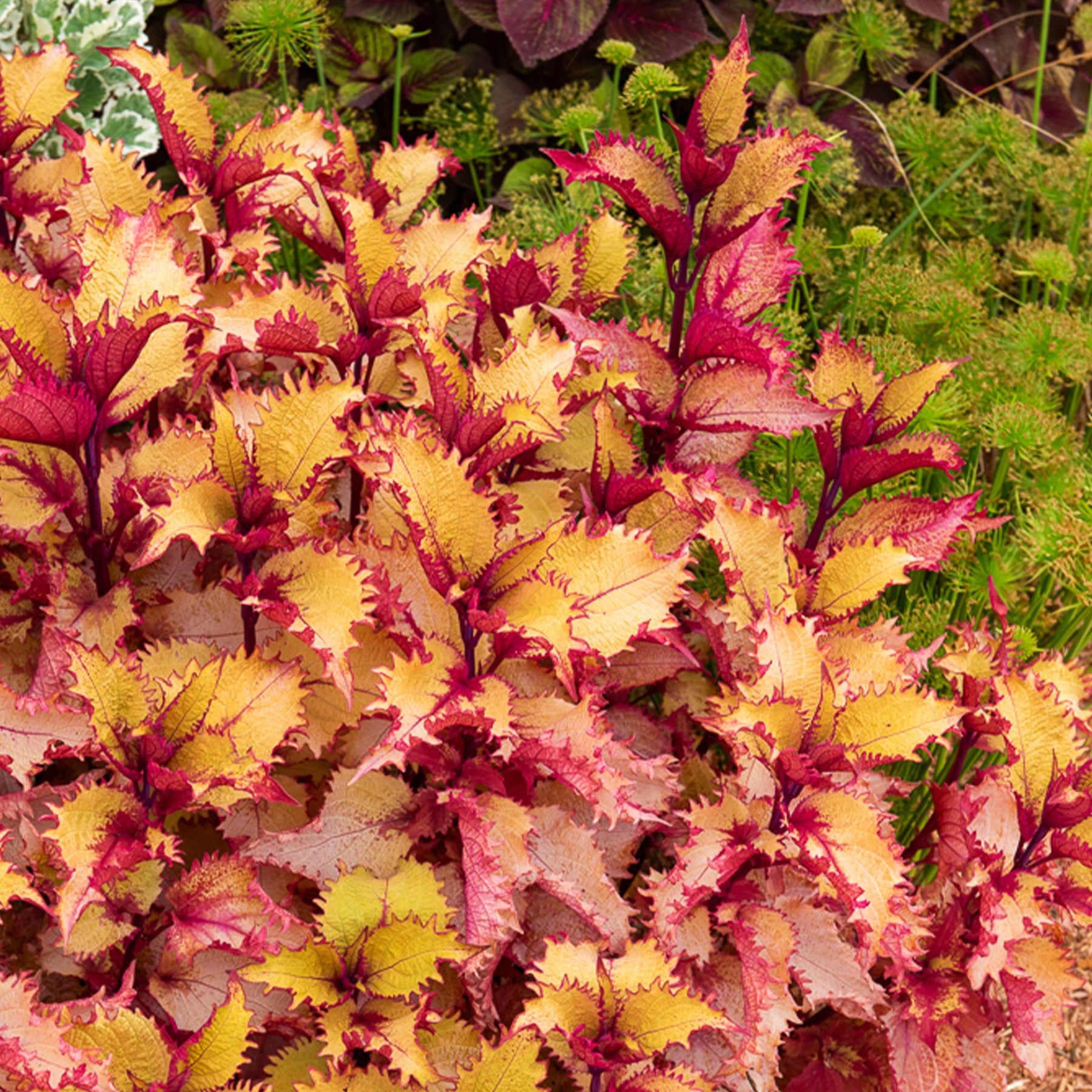 Coleus Henna - Coleus Henna - Willemse