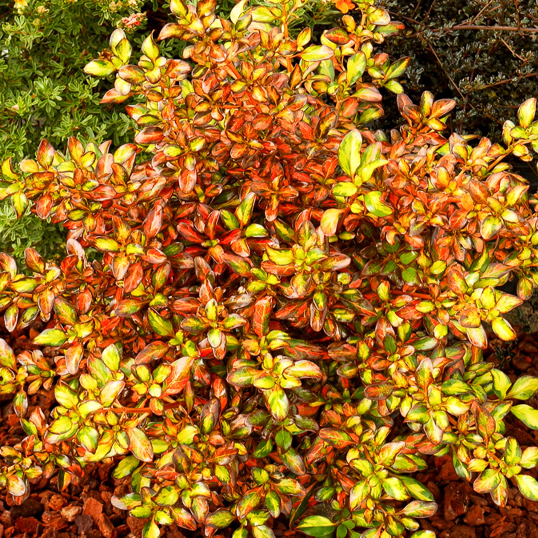 Coprosma Evening Glow ® - Coprosma Evening Glow ® - Arbustes à feuillage persistant