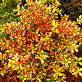 Coprosma Evening Glow ® - Coprosma Evening Glow ® - Arbustes à feuillage persistant